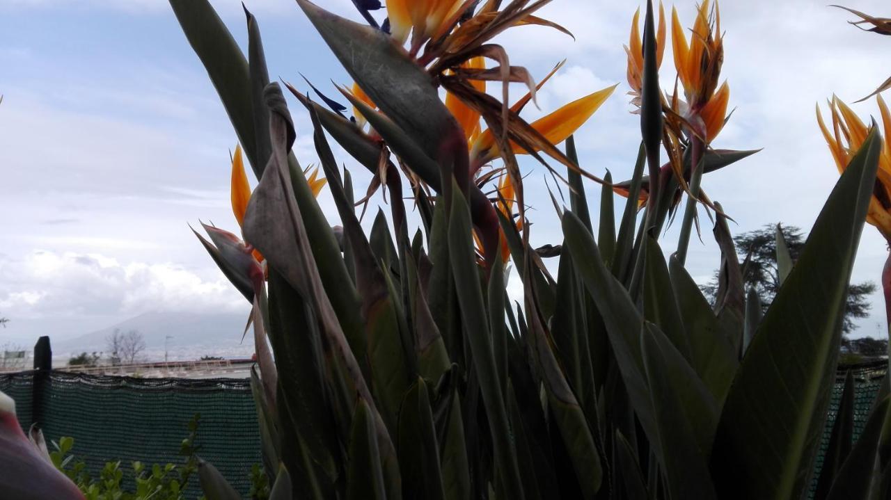 Monocamera Con Terrazzogiardino -Studette -Zona Panoramica Posillipo ナポリ エクステリア 写真